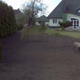 Przygotowany teren pod trawnik, rząd tuj wzdłuż granicy działki, dom z zielonym dachem w tle. Widoczny kamień z kurtką.