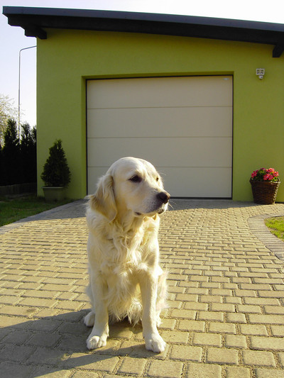 Golden retriever siedzi na kostce brukowej przed garażem z segmentową bramą w kolorze ecru i zieloną elewacją. W tle widać krzew i wiszący kosz z kwiatami.