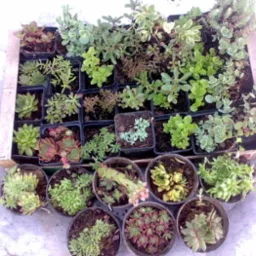 Konserwacja Terenów Zielonych na Terenie Małopolski i Śląska