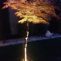 Oświetlony od dołu klon palmowy o czerwonych liściach w ogrodzie po zmroku, obok ozdobny kamień w kształcie ptaka na tle białych kamieni i trawy.