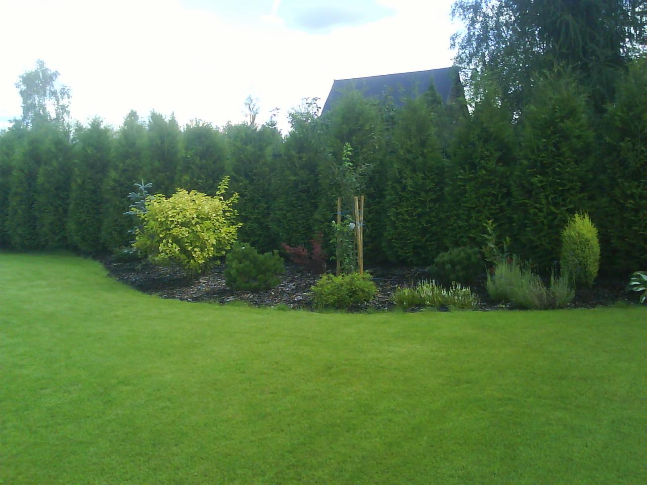 Zadbany ogród z równym trawnikiem i ozdobnymi nasadzeniami wzdłuż żywopłotu z tui. Widoczne drzewka iglaste i liściaste, kora, oraz fragment dachu budynku w tle.