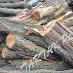 Stos pociętych, grubych kloców drewna z widoczną korą, ułożonych chaotycznie na ziemi. Widoczne przekroje pni o nieregularnych kształtach.