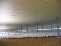 Wnętrze hali z białym sufitem podtrzymywanym przez metalowe słupy, wypełnionej dużą ilością białego drobiu na ściółce.