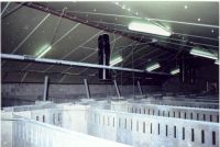 Wnętrze hali produkcyjnej z rzędami metalowych koryt, prawdopodobnie w obiekcie rolniczym, oświetlone lampami jarzeniowymi pod skośnym dachem z widoczną instalacją wentylacyjną.