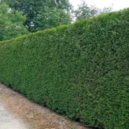 Długa, gęsta, idealnie przycięta, zielona ściana z żywopłotu z tui, oddzielająca ścieżkę od zarośli.