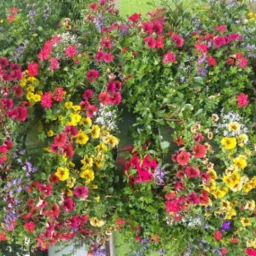 Kompozycja kwiatowa w skrzynce balkonowej, bogactwo barw i gatunków roślin, Piekary Śląskie. Widoczne czerwone, żółte i fioletowe kwiaty.