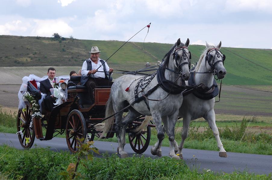 Para siwych koni ciągnie bryczkę z parą młodą i woźnicą w kapeluszu, udekorowaną kwiatami i białymi wstążkami, na tle pagórkowatego krajobrazu.
