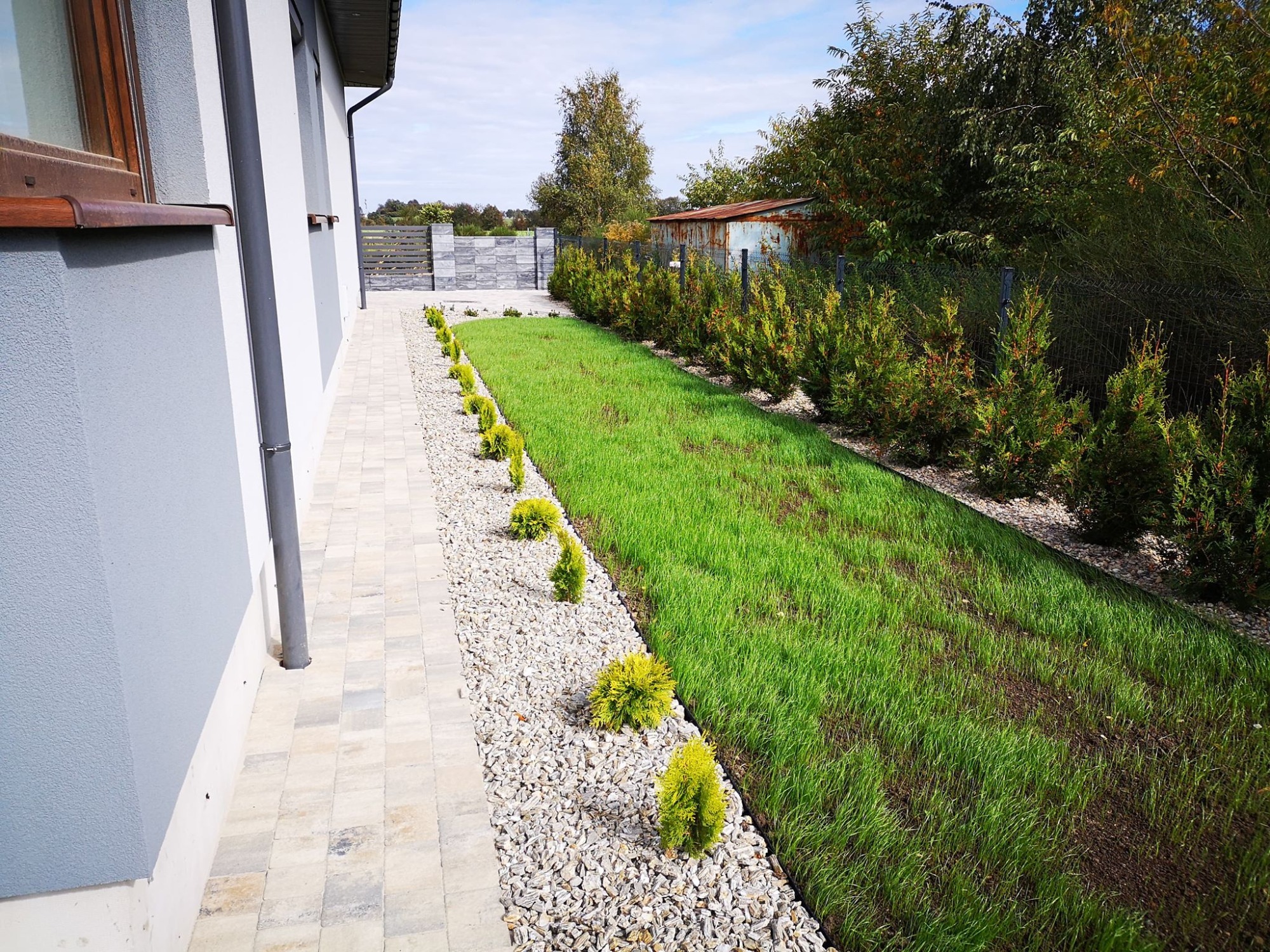 Świeżo założony trawnik z nasadzeniami ozdobnych krzewów iglastych wzdłuż ścieżki z kamienia ozdobnego, zrealizowany w Blachowni, widok na dom i ogrodzenie.