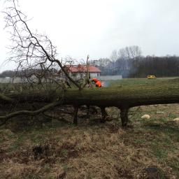 Wycinanie, wycinka, ścinka drzew - Tuszyn, Rzgów - AGRON2003