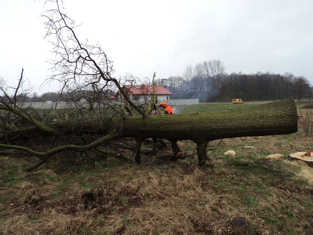 Ścięte drzewo leżące na trawie, w tle pracownik w pomarańczowej kamizelce i żółty samochód dostawczy, widoczny budynek mieszkalny.