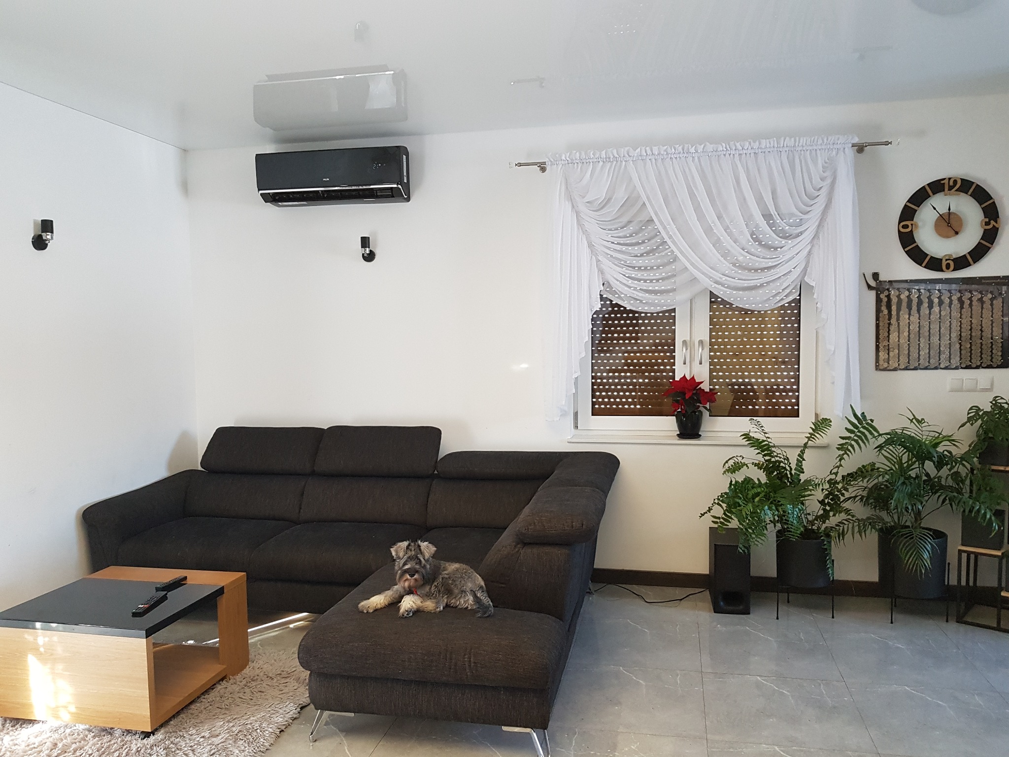 Salon z zainstalowaną klimatyzacją split, szary narożnik z psem rasy sznaucer miniaturowy, okno z białą firanką, zegar na ścianie i rośliny doniczkowe.