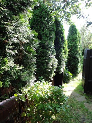 Projektowanie terenow zieleni.