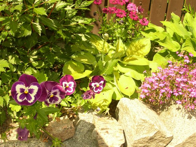 Rabata kwiatowa z fioletowymi bratkami, hostami o jasnozielonych liściach i drobnymi różowymi kwiatami, otoczona kamieniami, na tle drewnianego płotu.