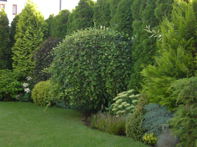 Aranżacja zieleni z równo przystrzyżonym trawnikiem, różnorodnymi krzewami ozdobnymi i wysokimi tujami tworzącymi żywopłot.