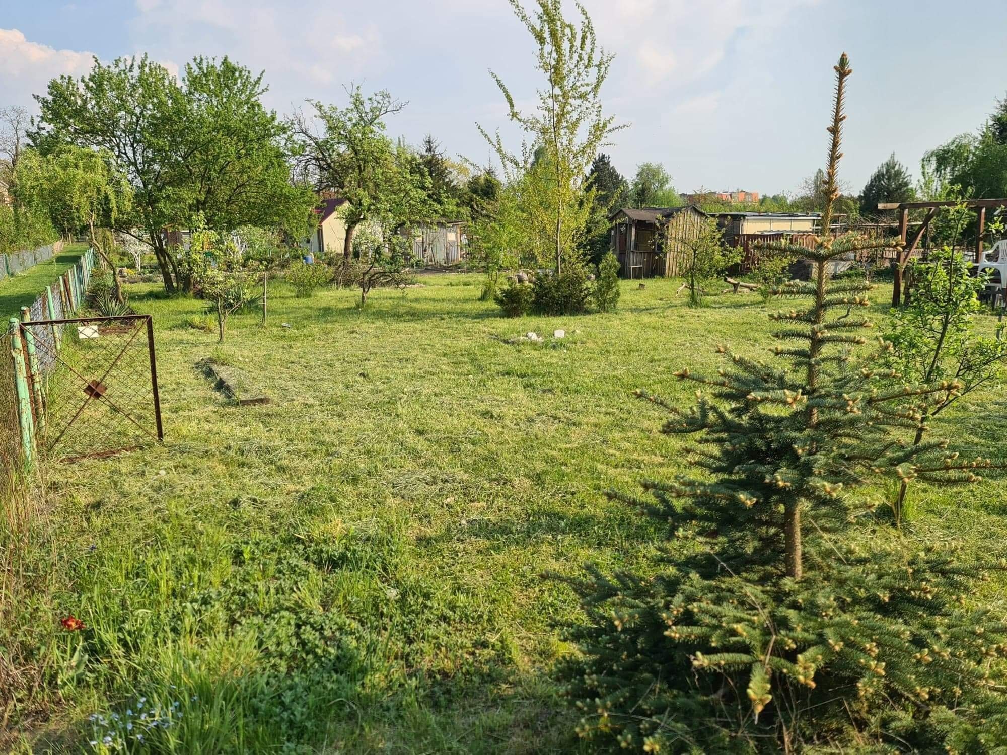 Rozległy, zadbany ogród z młodymi drzewkami iglastymi i owocowymi, drewnianymi budynkami gospodarczymi w tle oraz metalową siatką ogrodzeniową po lewej stronie.