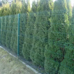 Zielone panele ogrodzeniowe z siatki zgrzewanej na podmurówce, na tle rzędu wysokich, gęstych tuj.