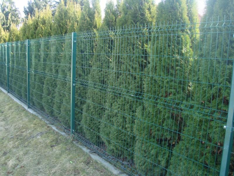 Zielone panele ogrodzeniowe z siatki zgrzewanej na podmurówce, na tle rzędu wysokich, gęstych tuj.