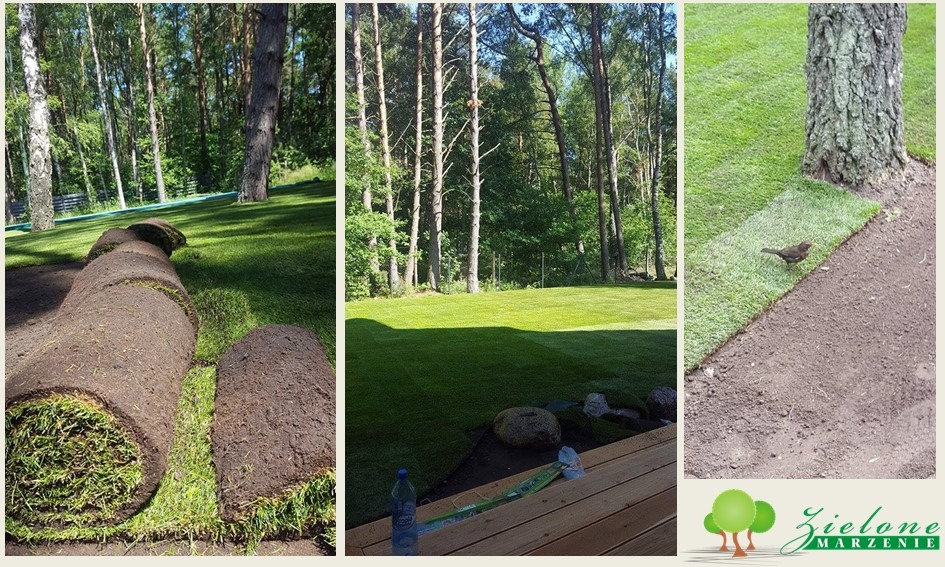 Układanie trawy z rolki: zwinięte rolki trawy, rozłożony trawnik z widocznymi drzewami w tle i fragment układanej trawy wokół pnia drzewa z siedzącym na niej ptakiem.