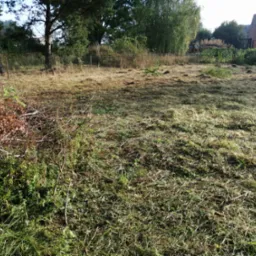 Teren po koszeniu, widoczne resztki trawy, krzew z czerwonymi owocami w lewym dolnym rogu, w tle drzewa i budynek.