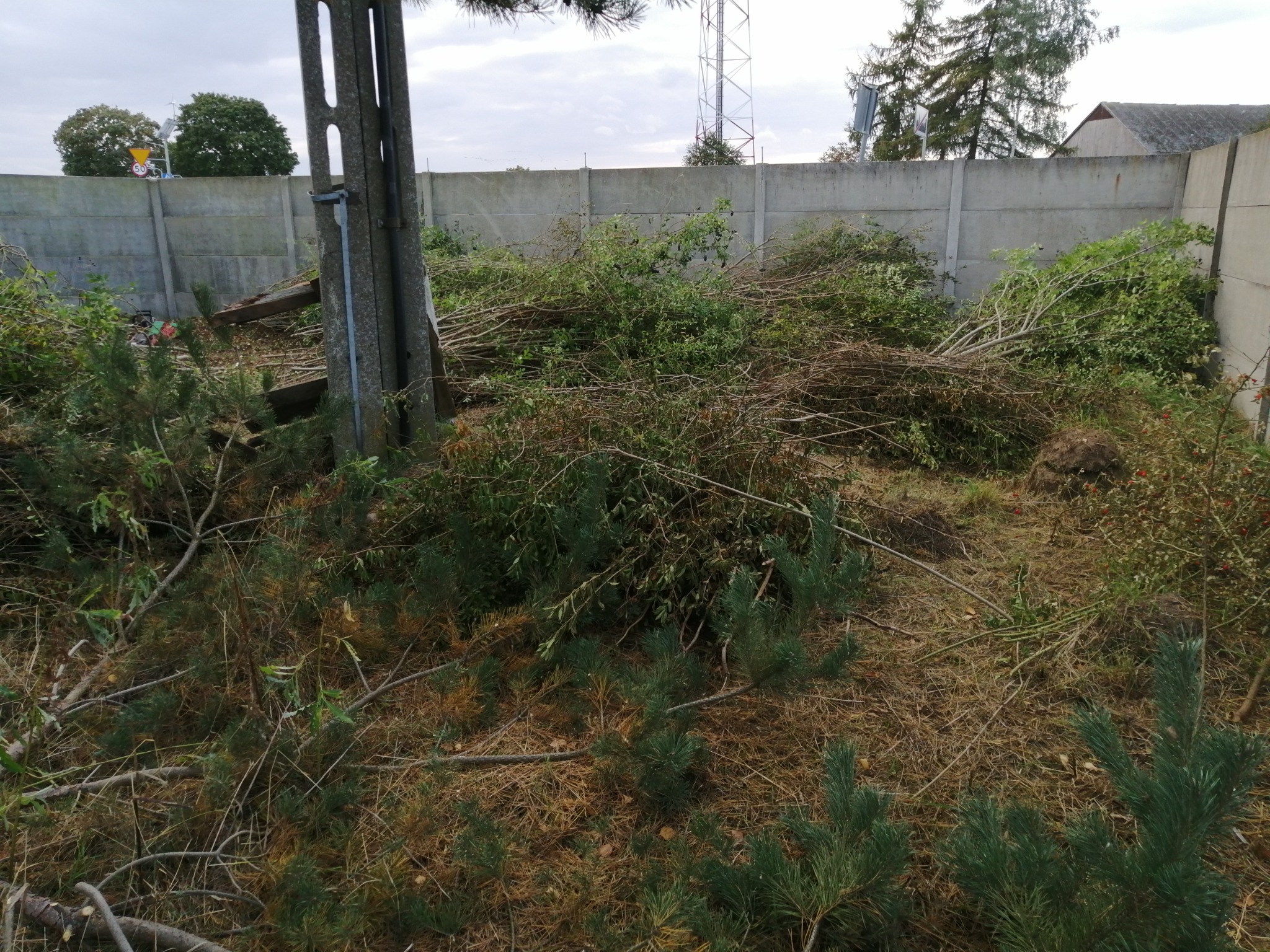 Stosy gałęzi i pędów po wycince leżące na ziemi w pobliżu betonowego ogrodzenia i słupa energetycznego.