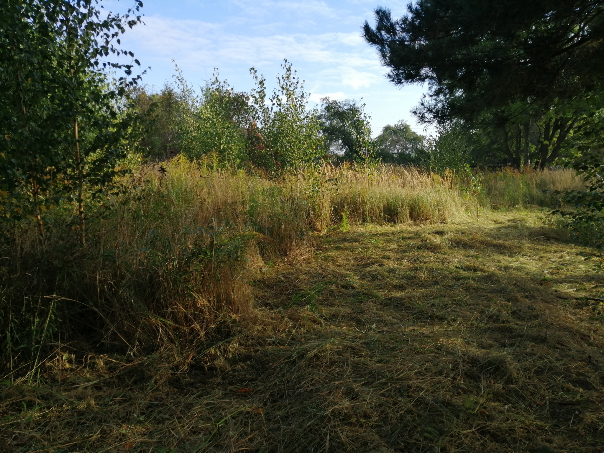Świeżo skoszona trawa i wysokie trawy na działce z drzewami w tle, widoczne ślady koszenia.
