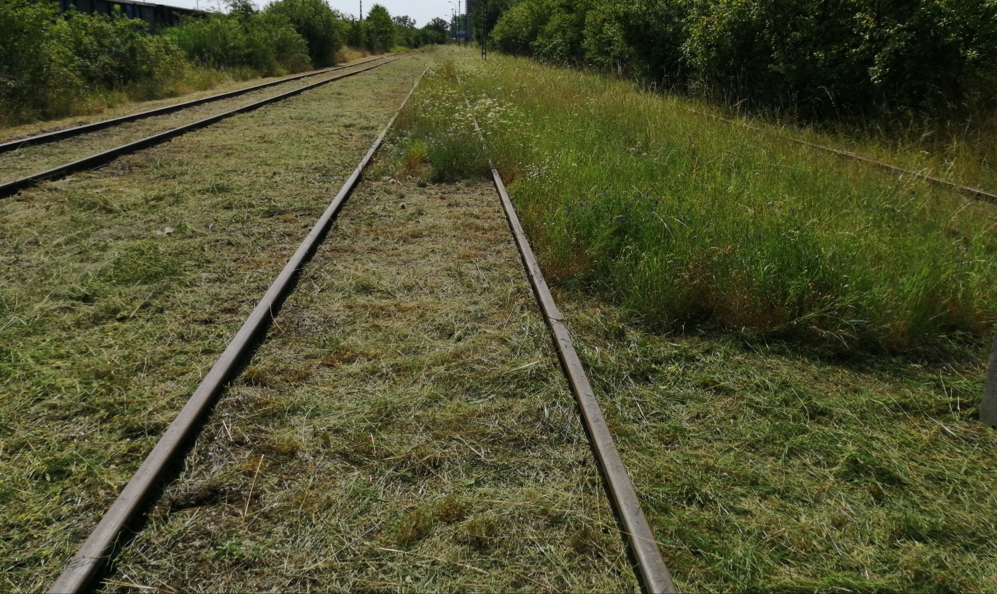 Trawa skoszona wzdłuż torów kolejowych w Gnieźnie, z fragmentami wysokiej trawy po prawej stronie, widok z poziomu gruntu.