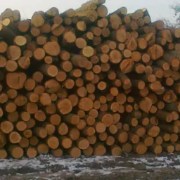 Stos pociętych kloców drewna ułożonych jeden na drugim, widoczne słoje, w tle drzewa bez liści i resztki śniegu na ziemi.