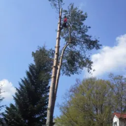 Arborysta w czerwonej koszuli, zabezpieczony linami, przycina wysokie drzewo iglaste z widocznymi świeżymi cięciami, na tle błękitnego nieba z chmurami.