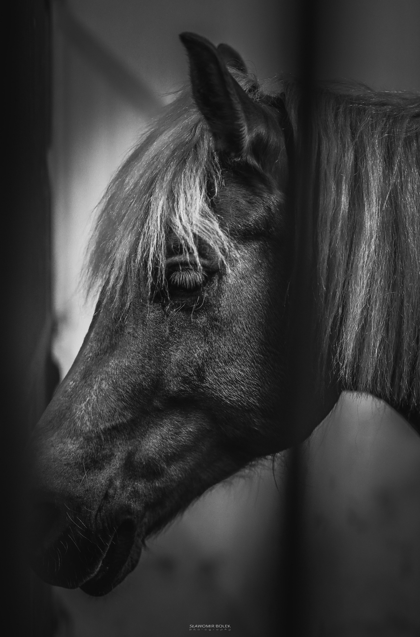 Czarno-biały portret konia w profilu, z widocznym okiem i grzywą, oświetlony z boku, z delikatnym ziarnem i miękkim światłem.