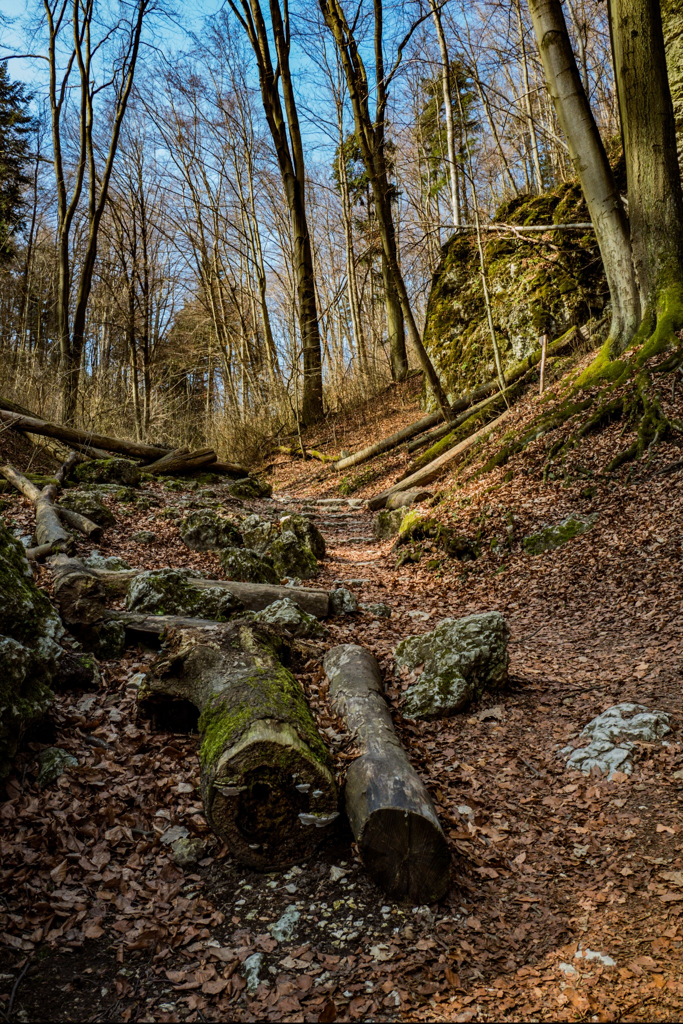 Leśna ścieżka prowadząca pod górę, usłana brązowymi liśćmi, z powalonymi pniami drzew pokrytymi mchem i skałami porośniętymi zielenią, w tle drzewa bez liści i błękitne niebo.