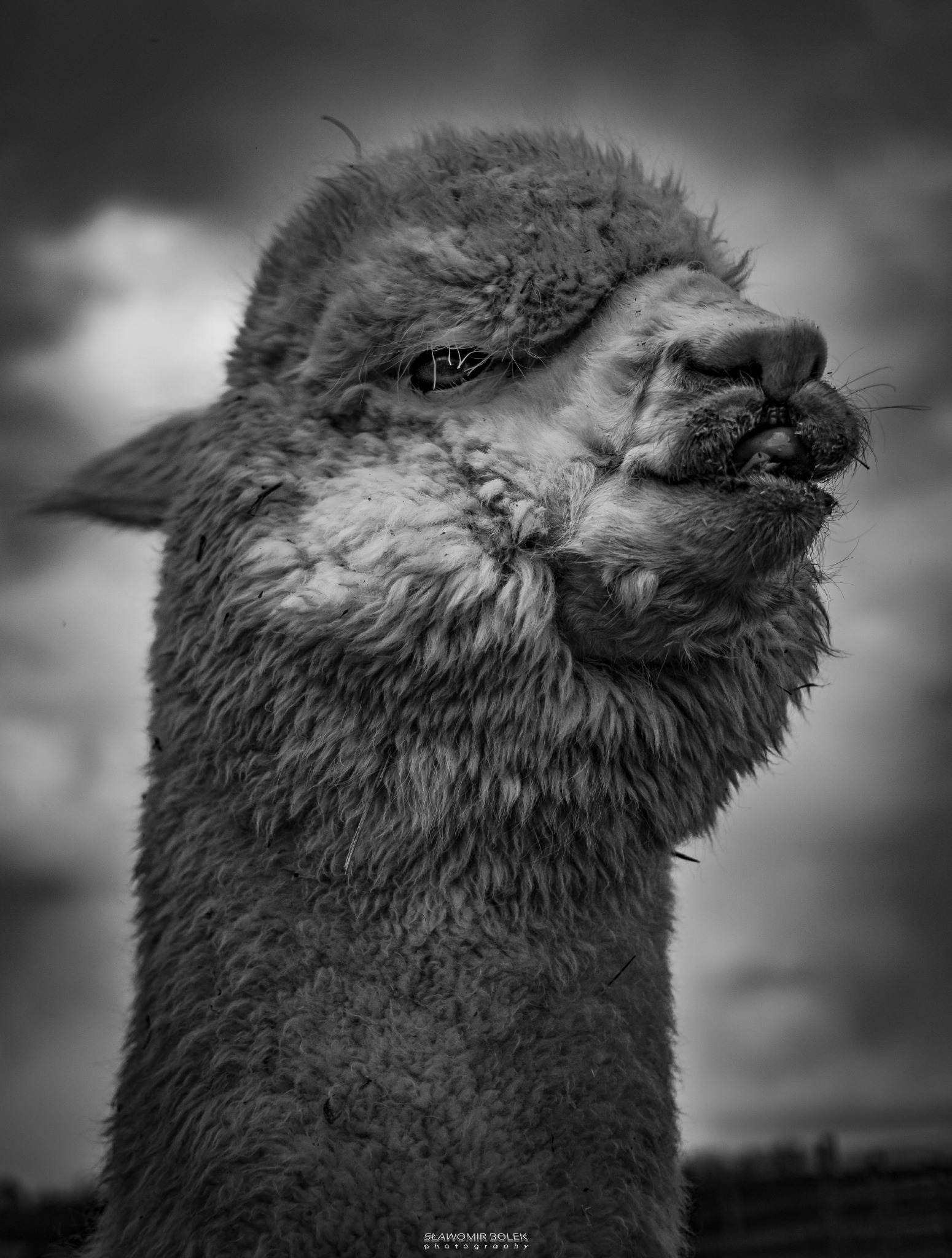 Czarno-białe zbliżenie pyska alpaki z widocznymi włosami, nosem i jednym okiem na tle pochmurnego nieba.